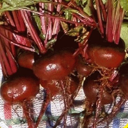 CSNCH 1000 Crosby's Egyptian Beet Seeds