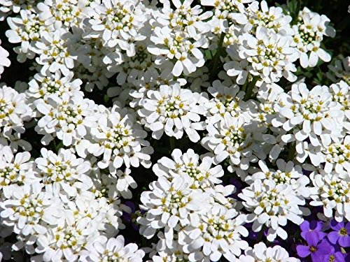Evergreen Candytuft, Perennial Candytuft Seeds - Iberis sempervirens -