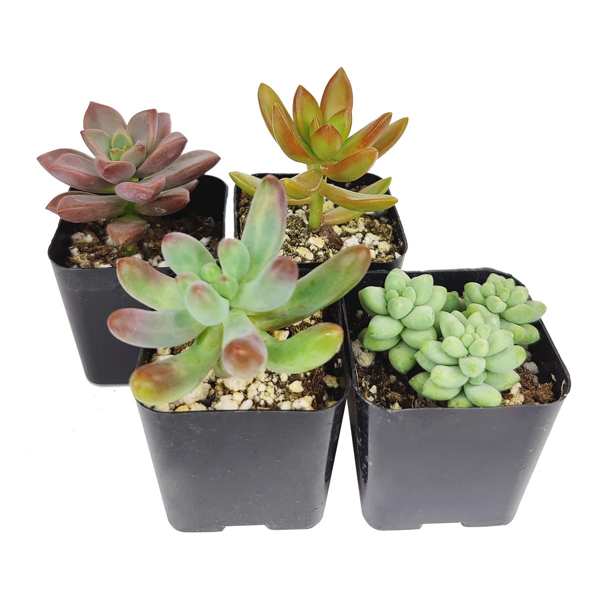 Succulents SucculentsII 2冊セット Fuzzy_Product.jpg?v=1603763099