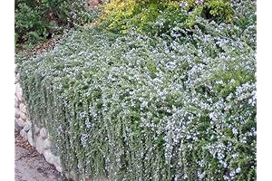 Creeping Rosemary: Three Thriving 2.5-Inch Plants for Your Garden