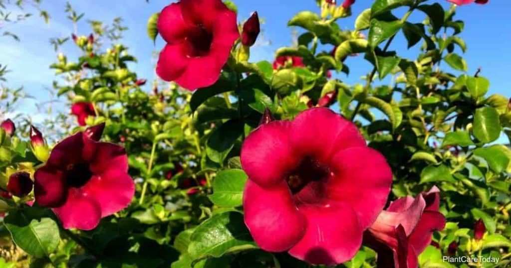 Exotic Allamanda cathartica Creepers/Vine- Plant,Garden Decorative,Rare Variety,Round The Year Flowering Plant (RED COLOUR) (B0CHYMLC8C) Amazon Price History, Amazon Price Tracker