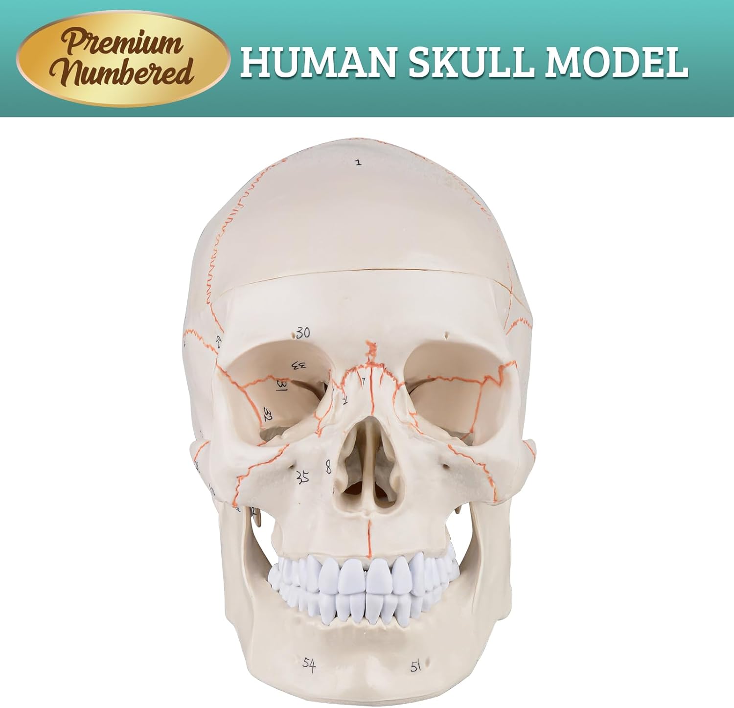 Numbered Human Skull Model - Life Size Medical Quality Anatomical Model with 3 Parts and Painted Sutures - Ideal for Medical Students and Science Education