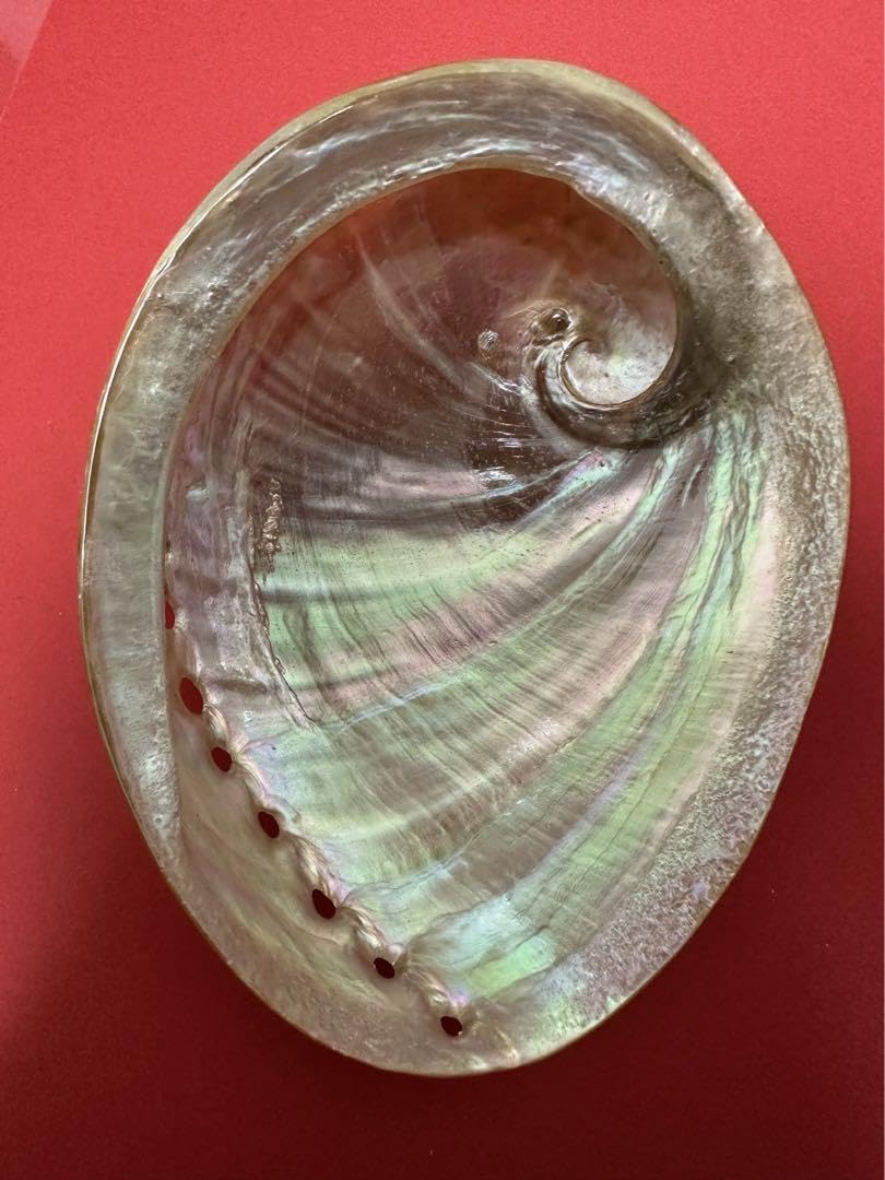 Amazon.co.jp: アワビ貝殻 磨き上げ済み 2個セット : 文房具・オフィス用品