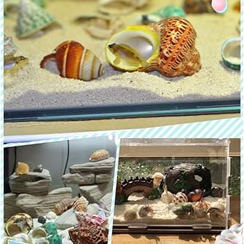 貝殻セット 約20cm〜25cm 61y+30TASeL._AC_UL210_SR210,