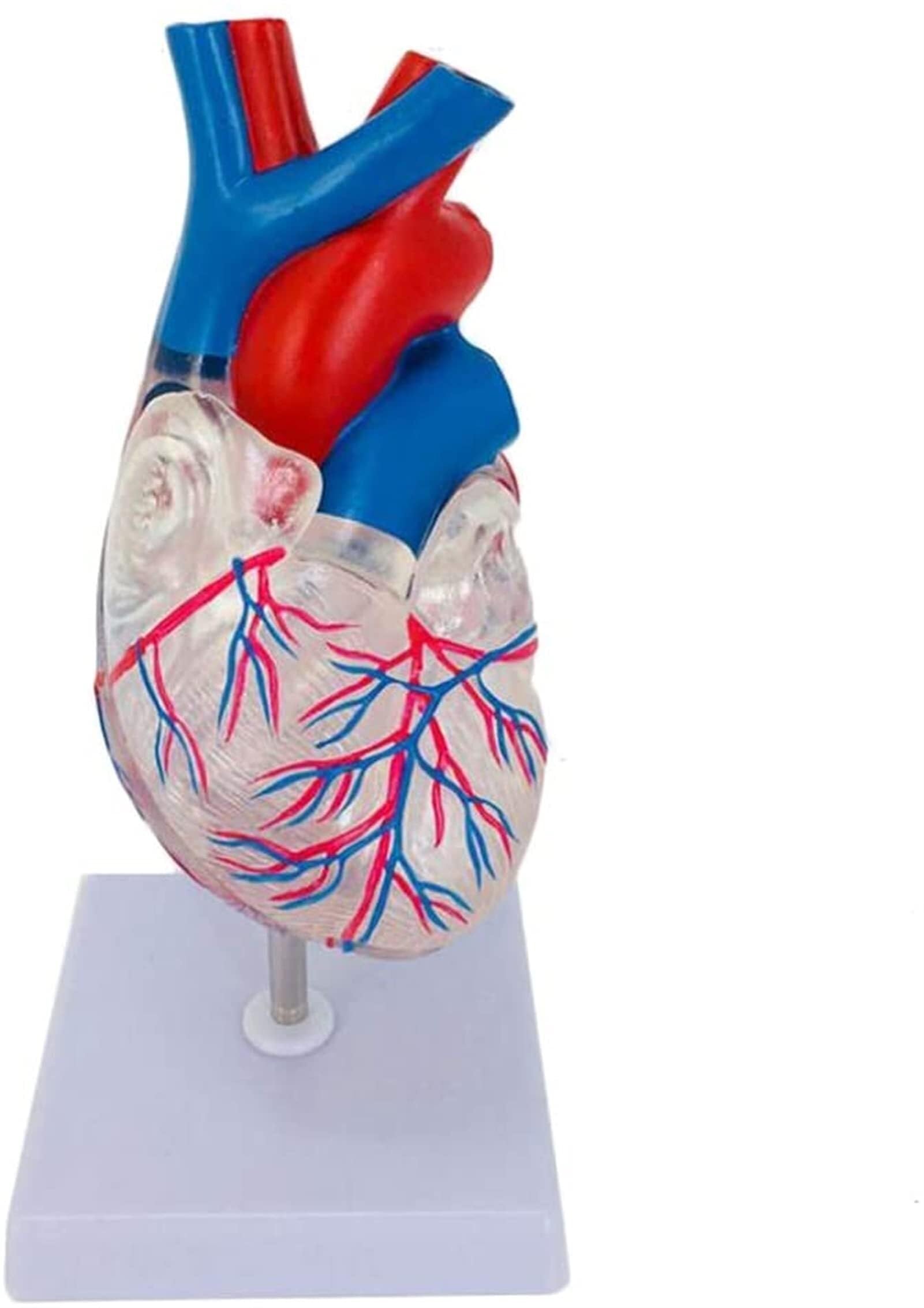 XINGLUOY Human heart anatomy model, human skeleton for science classroom learning, display, teaching, medical