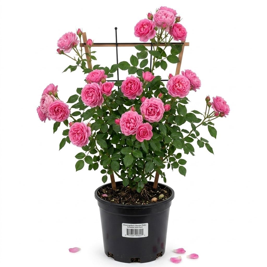 Climbing Rose Imported Live Plant | Pure Pink Flowering Gulaab Creeper Plant | Fragrant Outdoor Climbing Rose for Home Garden Balcony Terrace Wall Fence Decor | Pack of 1-image-12