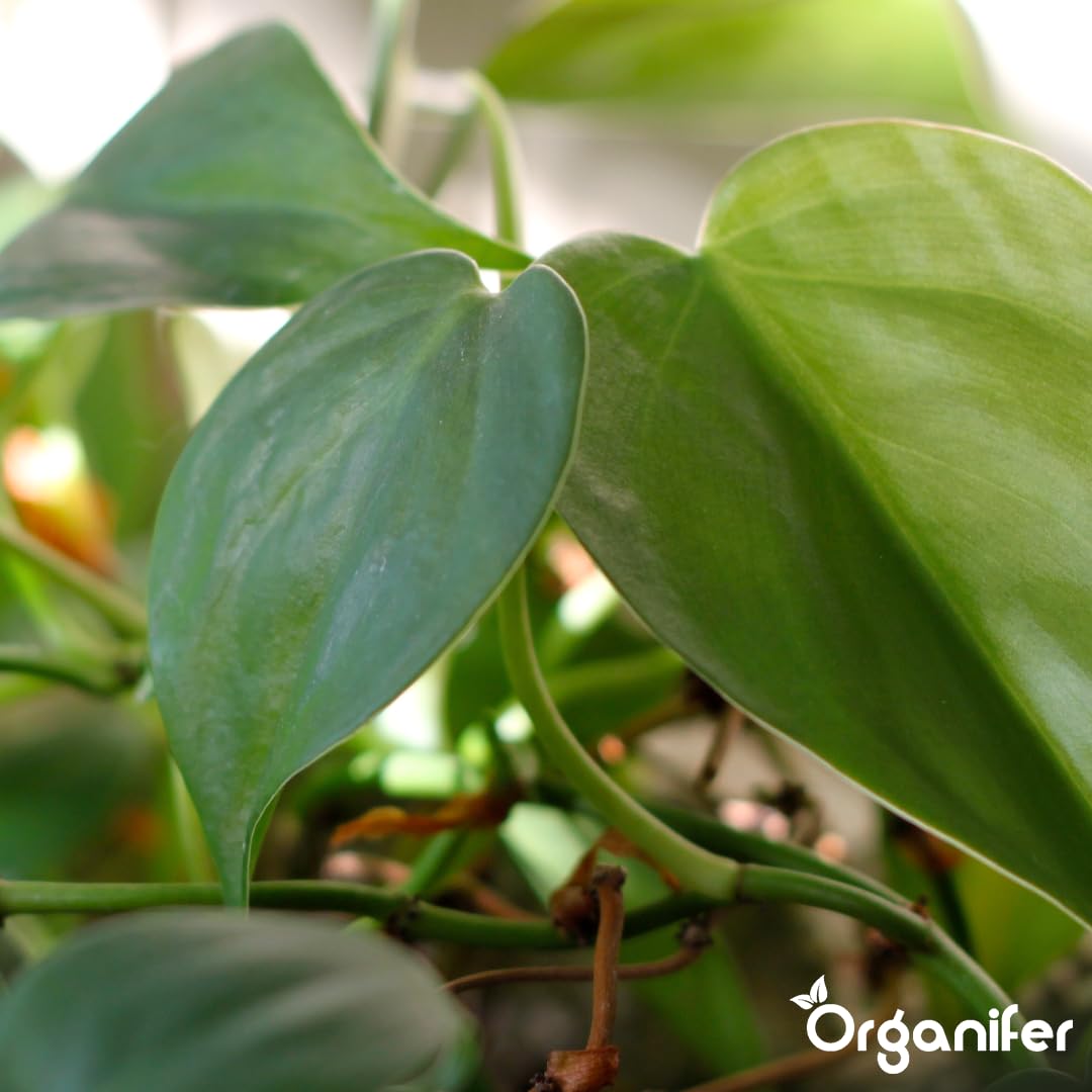 Philodendron Uniwersalny Nawóz Organiczny - 5x1L - NPK 2-1-8 | Zdrowe Liście - Silne Korzenie I Wysoka Plonność - Organifer