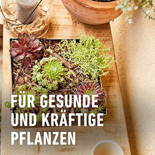 Kakteenerde Compo Cactea für Kakteen und Sukkulenten