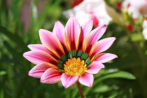 Miniatura 3 de Generic Semillas frescas de flores de Gazania 100 piezas para plantar rosa y azul