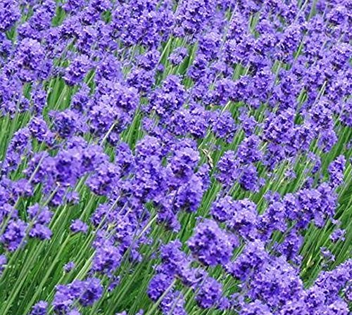 200 X LAVENDER HIDCOTE SEEDS (LAVANDULA ANGUSTIFOLIA HIDCOTE) - ENGLISH LAVENDER SEEDS - GARDEN FLOWER PATIO BORDERS PLANTS SEEDS