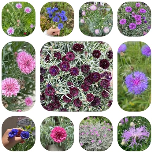 semi di fiordaliso, giardino, copertura del terreno balcone letto rialzato, 350pcs