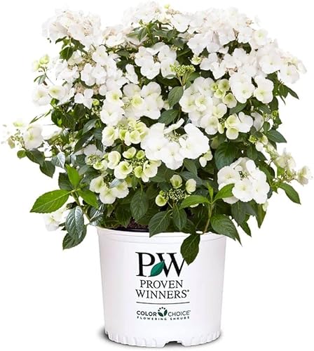 Arbusto de novia Proven Winners Hydrangea Fairytrail de 0.07 oz