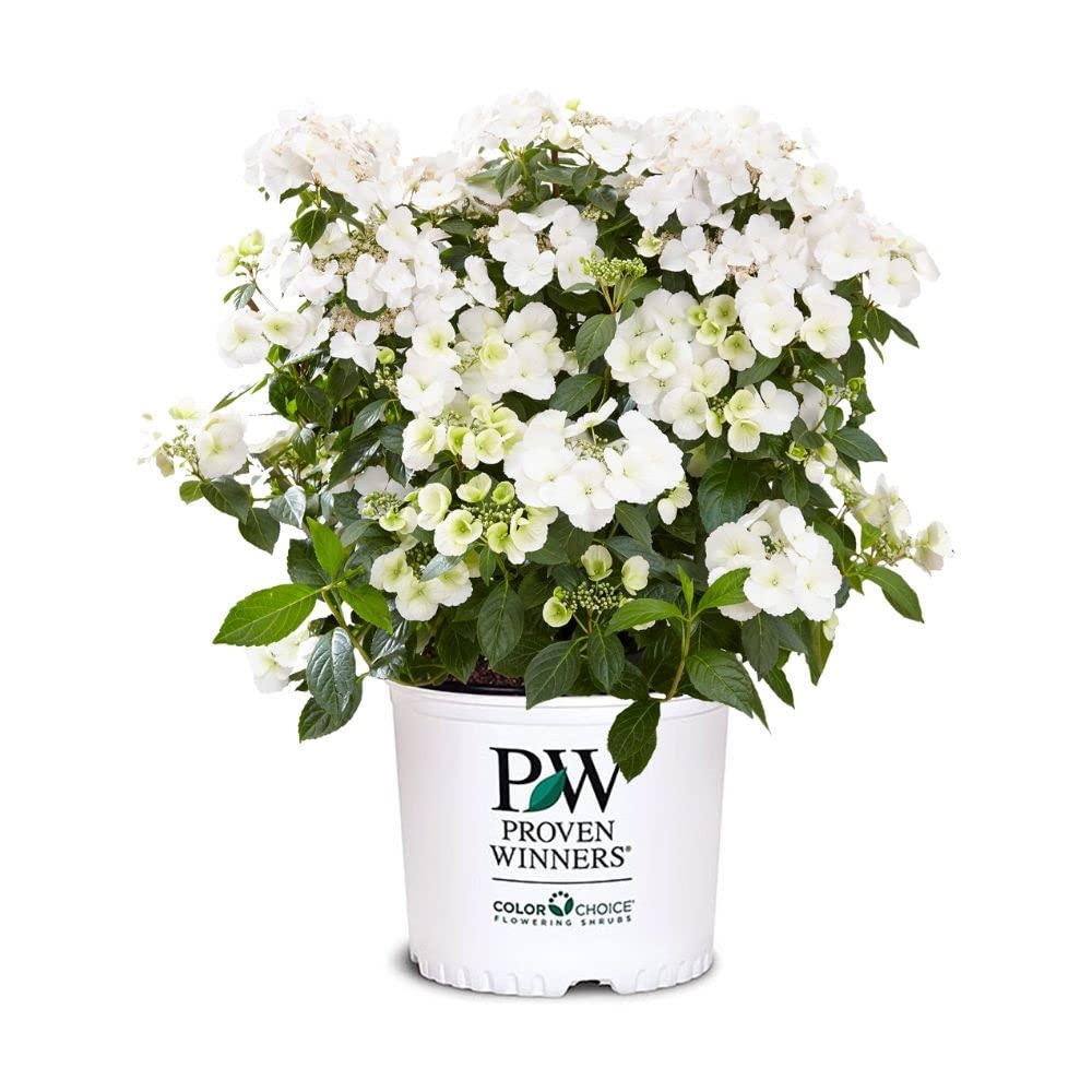 Proven Winners Fairytrail Bride Hydrangea
