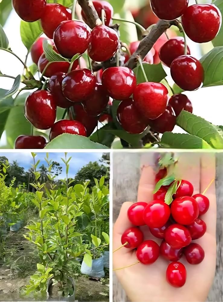 Premium Quality Fresh Cherry Fruit, Delicious Sweet Flavor and Juicy Texture, Carefully Selected and Packed for Freshness, Ideal for Daily Consumption, Fruit Bowls and Recipes, Pack of 1-image-27