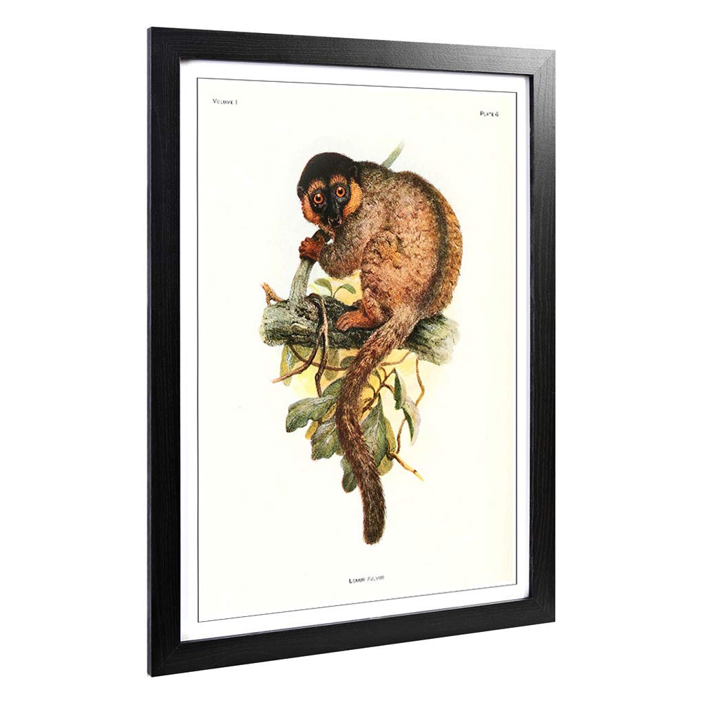 Big Box Art Framed Print of Vintage Joseph Wolf Common Brown Lemur Design | Wall Art Picture | Home Decor for Kitchen, Living Room, Bedroom, Hallway, Black, A2 / 24.5x18 Inch / 62x45cm