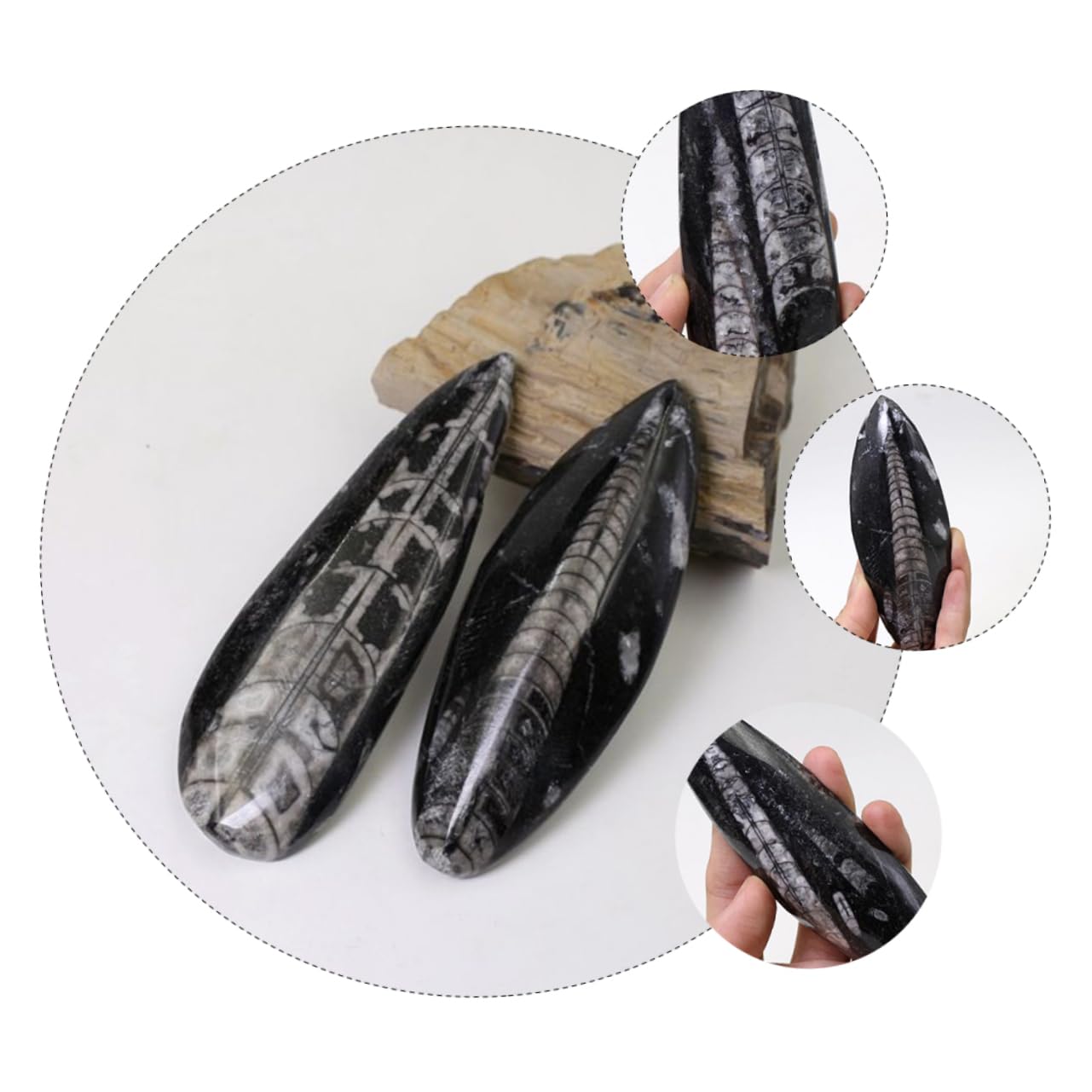 TOYANDONA Campione Fossile Orthoceras Paleo-oceano Naturale per Educazione Scientifica e Decorazione da Scrivania, Materiale Didattico per Paleontologia e Giocattolo Educativo per Ragazzo