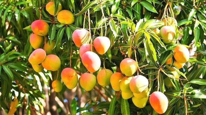 Mango Live Fruit Tree Plant Traditional Indian Tree (1 Live Healthy Plant)
