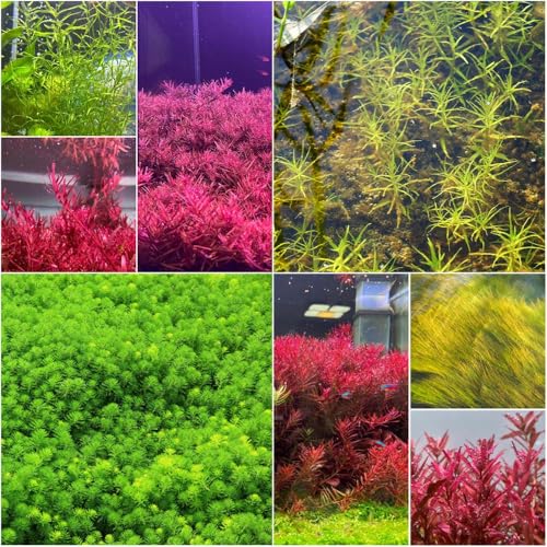 wasserpflanzen teich winterhart - balkonpflanzen kräuterpflanzen garden topfpflanzen teichpflanzen winterhart pflanzensamen miniteich 150samen