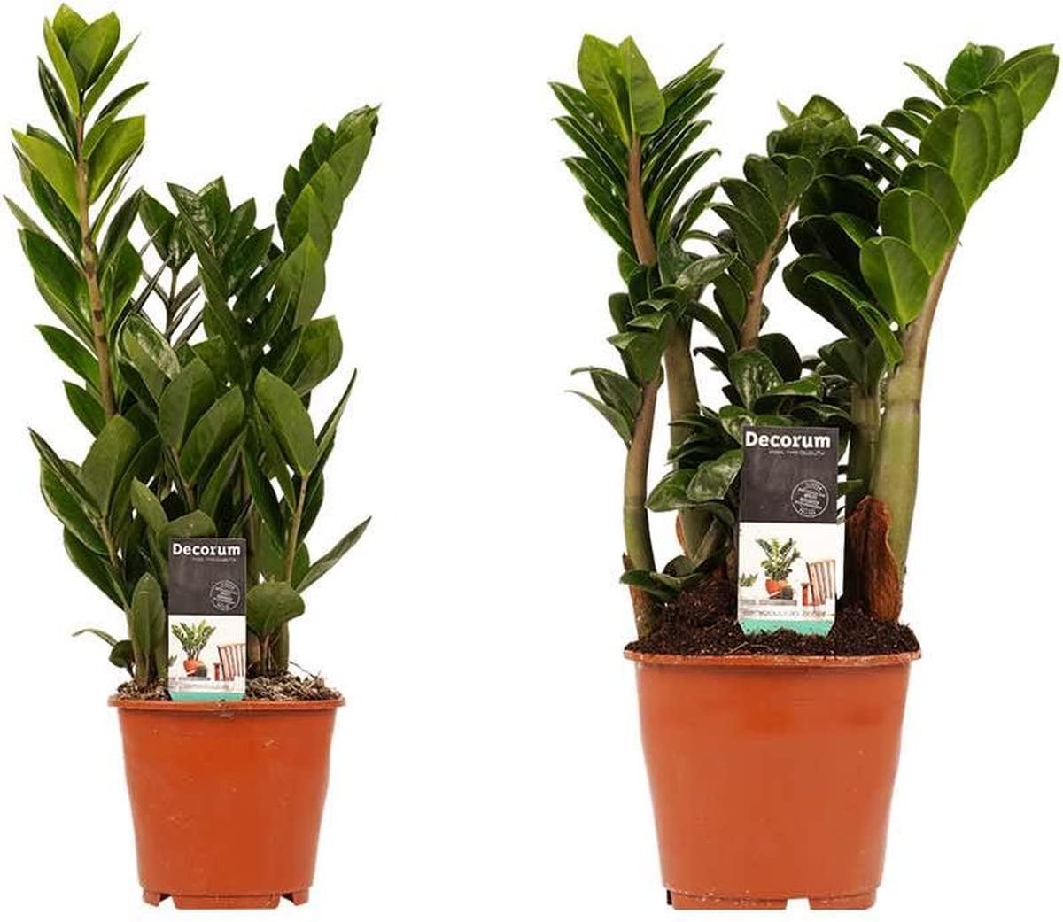Zamioculcas Zamiifolia | Pack 2 Plantas | DECOALIVE | Plantas de Interior Naturales