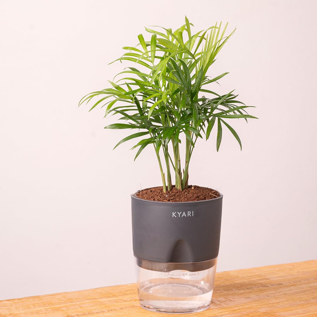 KYARI Bamboo Palm (Chamaedorea Palm) Air Purifier Live Plant with Grey Self Watering Pot - Small 4 Inch