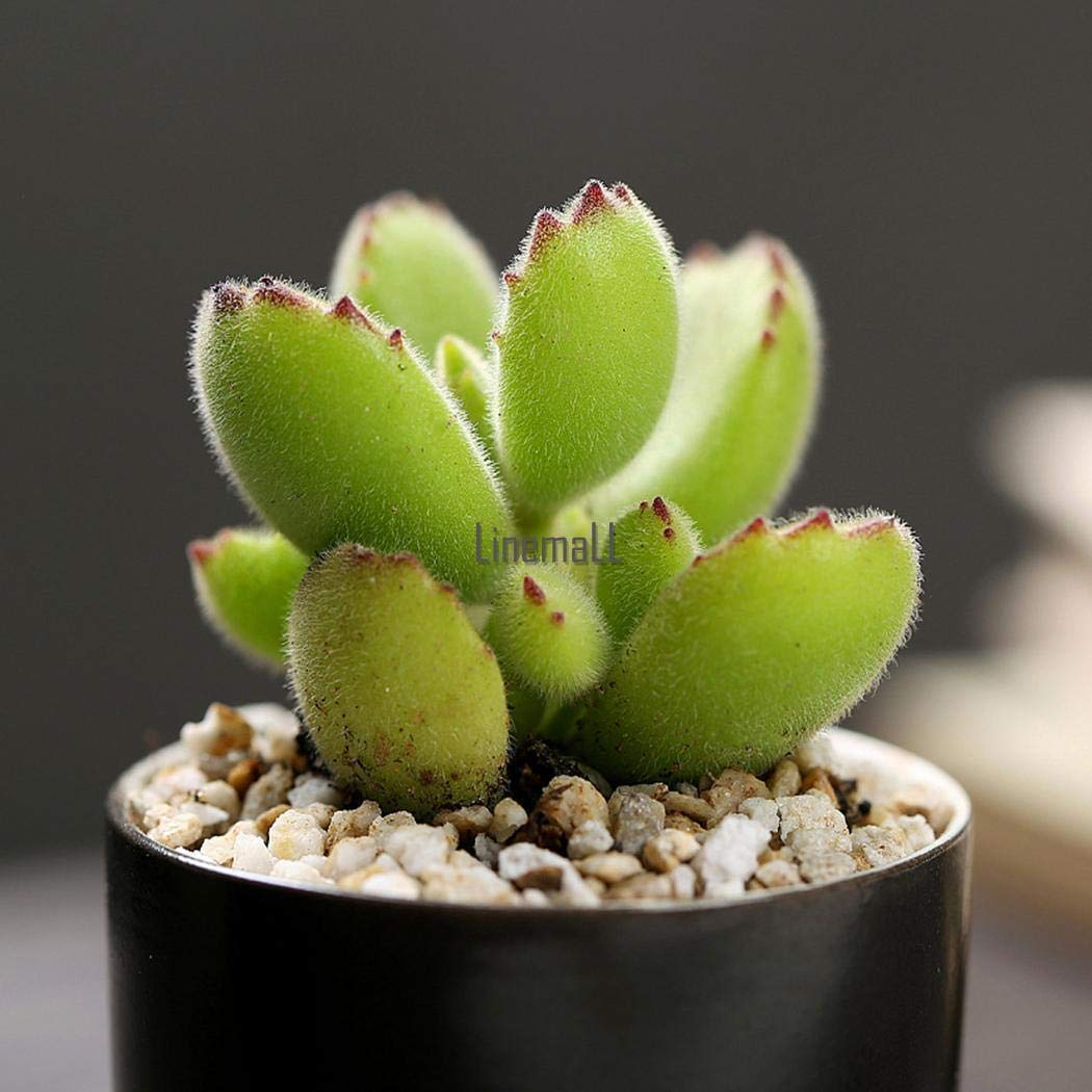 Portal Cool 20 Stck Brentatze Sukkulenten Kaktus Cotyledon Tomentosa  Samen Lm: Amazon.de: Garten