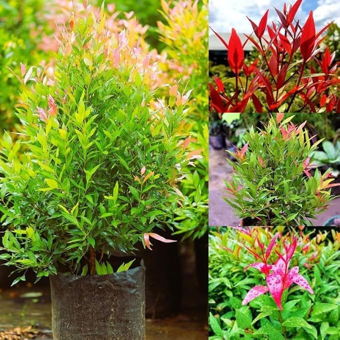 Christina Tree Live Lilly Pilly Syzygium Campanulatum Plant Garden Screening Borders and Foliage Filled Outdoor Greenery Pack of 1