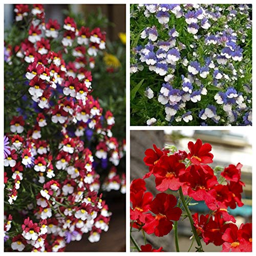 Nemesia - Seeds of 3 Flowering plant's Varieties -
