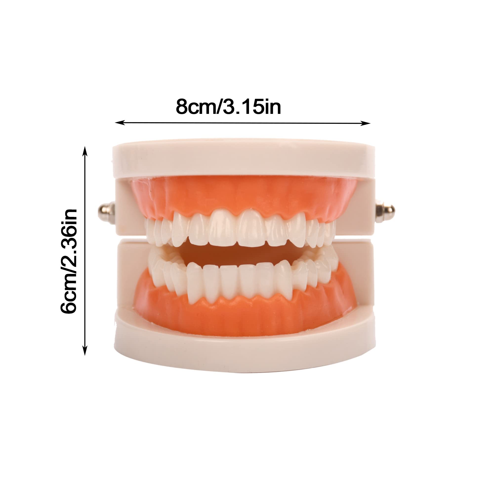 Dentaire Modèle Standard, Modèle de dents standard, Modèle de dents standard pour enseignement dentaire Outil de démonstration, Modèle de brossage dentaire standard pour enfants