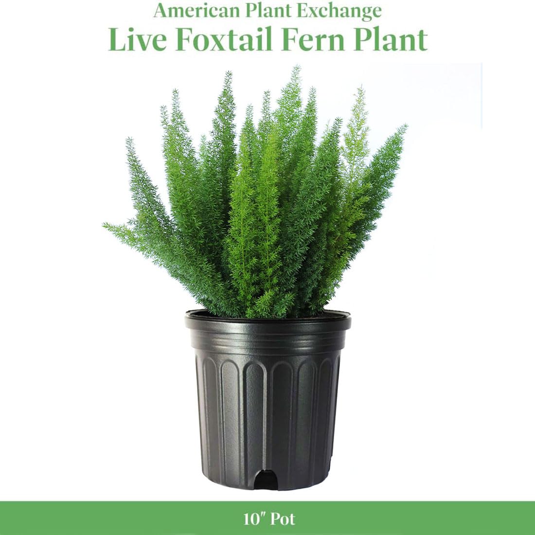 Amazon.com : American Plant Exchange Live Foxtail Fern Plant