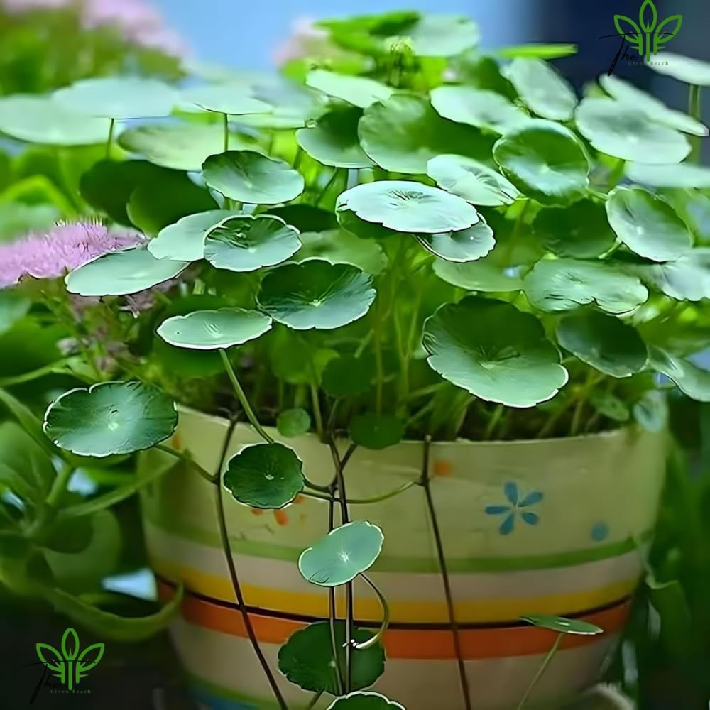 Live Chinese Money Plant (Pilea Peperomioides), Indoor Plant : Amazon.in:  Garden & Outdoors