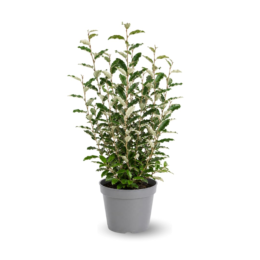 Attitude Jardin - Eleagnus ebbingei - piante di siepi - 90-100 cm - ⌀ 24 cm - pianta da esterno