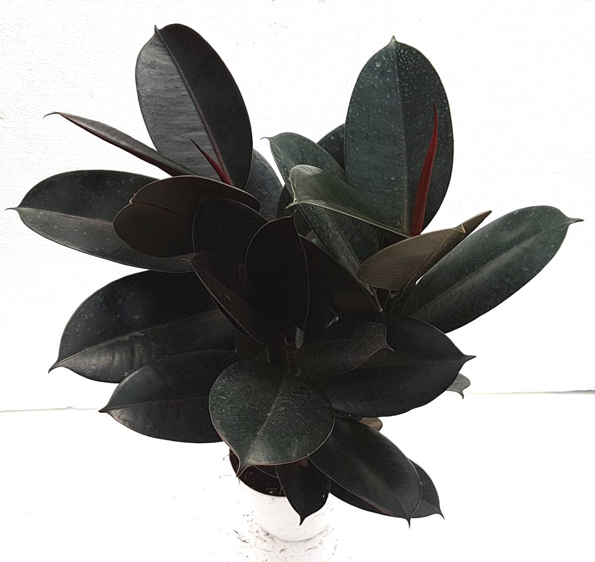 See full amazon price history chart for Oodlesfly Black Rubber Plant : Ficus Black Prince Rubber Plant Burgundy Rare Ficus Elastica Rubber Plant 1 Healthy Live Indoor plant With Plastic Pot Decora Rubra, Oodlesfly Black Rubber Plant : Ficus Black Prince Rubber Plant Burgundy Rare Ficus Elastica Rubber Plant 1 Healthy Live Indoor plant With Plastic Pot Decora Rubra, (B09DK8RZYY) Amazon Price History, Amazon Price Tracker