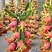 1 PIANTA DI PITAYA ROSSA, 30-40 CM, FRUTTO DEL DRAGO, VARIETA' AUTOFERTILE JINDU N1/GUYUTE VIVAI VALTELLINA immagine