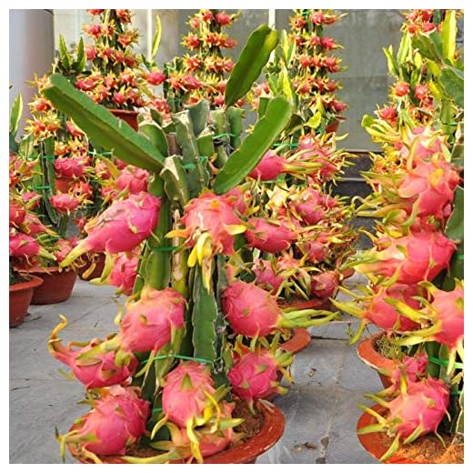 1 PIANTA DI PITAYA ROSSA, 30-40 CM, FRUTTO DEL DRAGO, VARIETA' AUTOFERTILE JINDU N1/GUYUTE VIVAI VALTELLINA