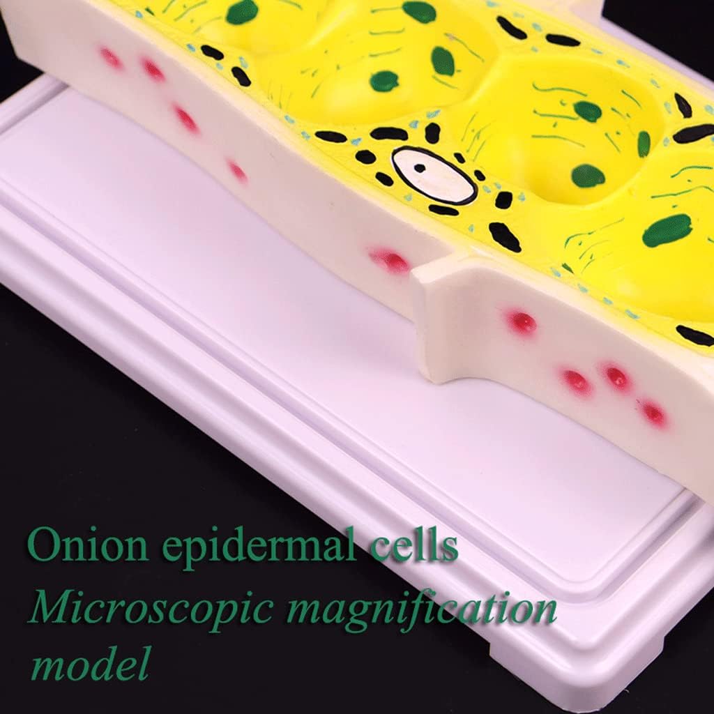 タマネギの表皮細胞を顕微鏡観察 | 顕微鏡ナビ モデル教育モデルタマネギ表皮細胞モデル標準顕微鏡拡大モデル植物細胞モデル生物学教育モデル