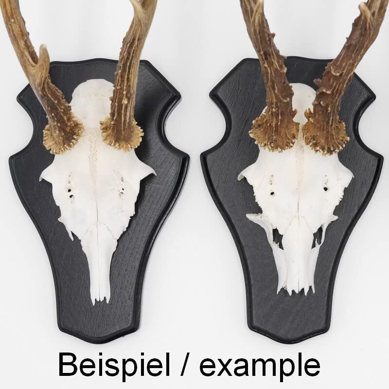 Generisch 5 Stück REH Trophäenschilder Stumpf groß in Eiche Dunkel AF 21 cm x 13 cm