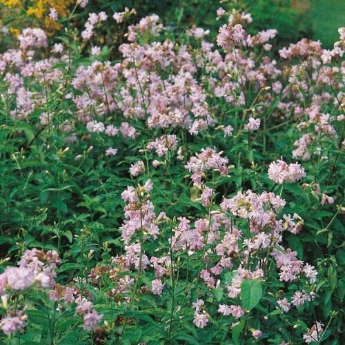 Herb Seeds - Soapwort - 500 Seeds by Wafer