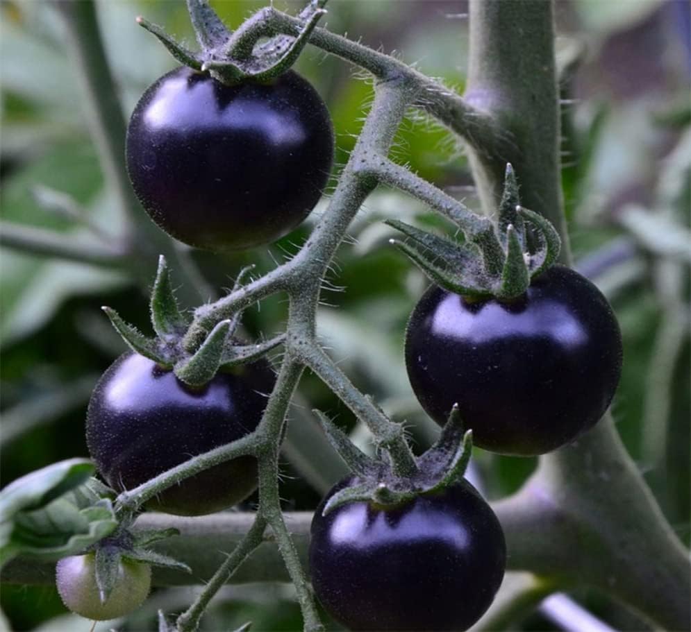Miniatura 3 de Más de 600 semillas de tomate cereza negra para plantar