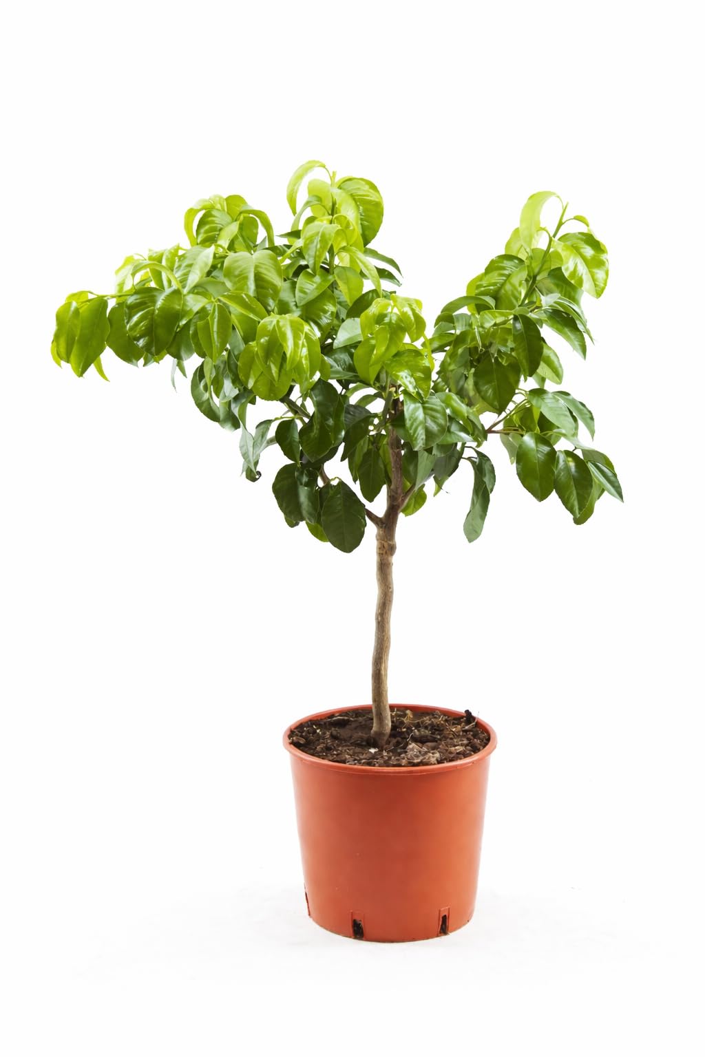 Bergamotka 80-100 cm - cytrusowy bergamia - bergamotto