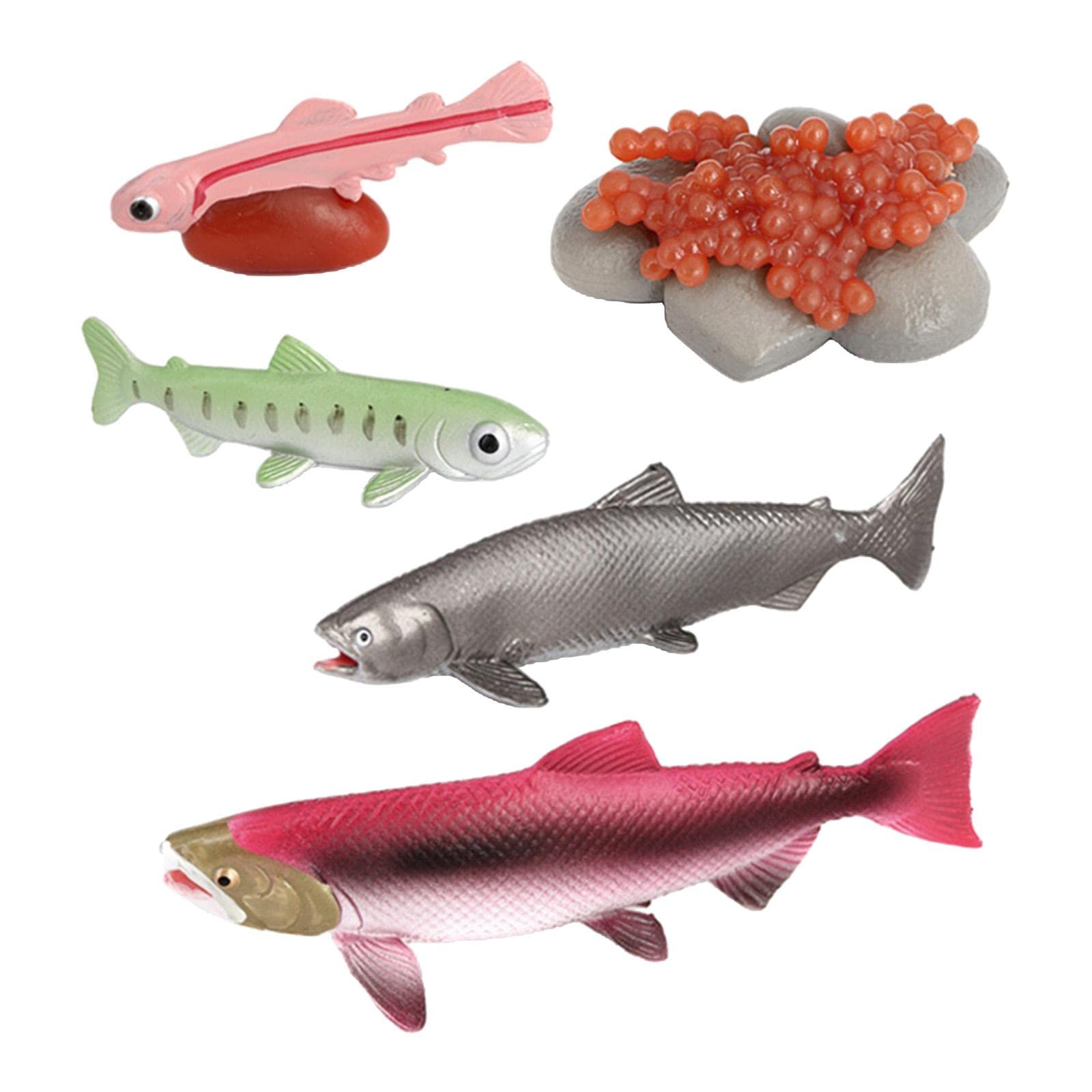 Yunhgft Realistic Plastic Animals Life Cycle Model Toy Cycle, Salmon