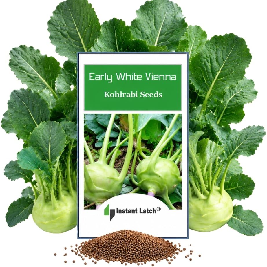300 Early White Vienna Kohlrabi Seeds for Planting Non GMO Heirloom Seeds Instant Latch Fresh Garden Seed