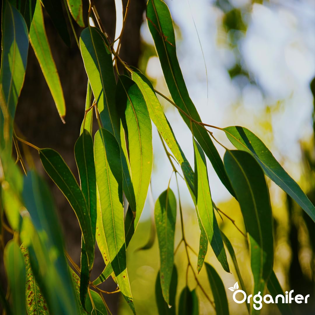 Fertilizante Líquido - 10L - Para Eucalipto - NPK 3-4-3 | Plantas Robustas Y Crecimiento Óptimo - Organifer