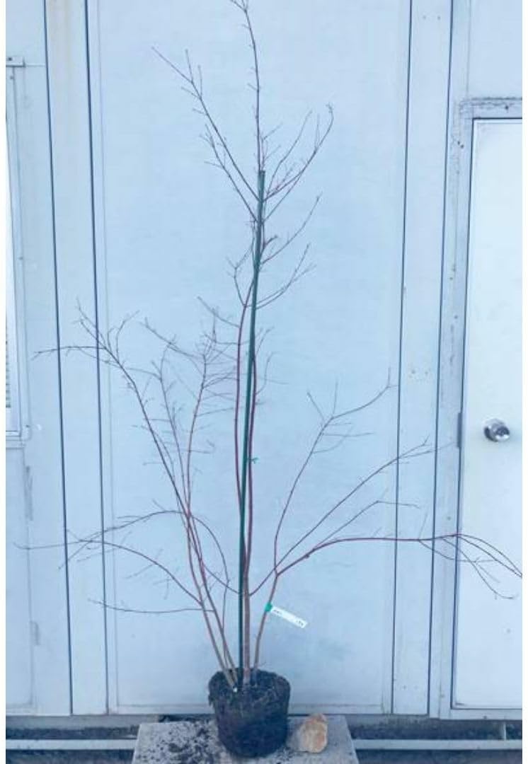 希少 絶品美形。カツラモミジ2.5M(鉢底から) 桂もみじ（カツラモミジ