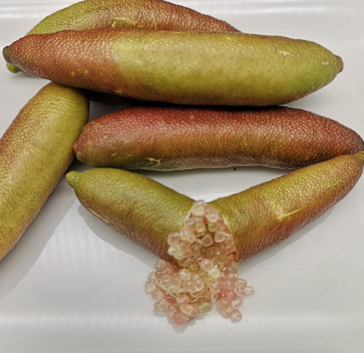 Citron Caviar Microcitrus RAINFOREST : Réussissez enfin la culture d'agrumes rares avec 12 pépins