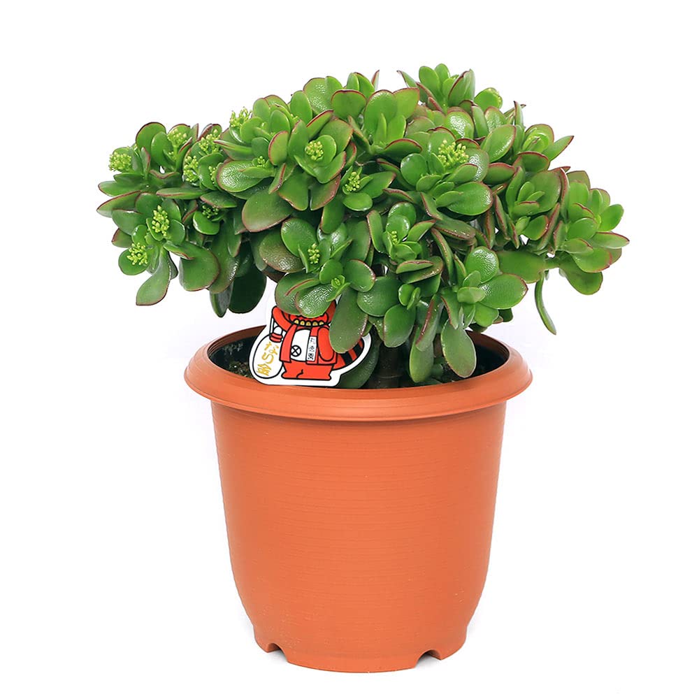 Amazon｜【charm】（観葉植物）クラッスラ 花月（金のなる木） 7号
