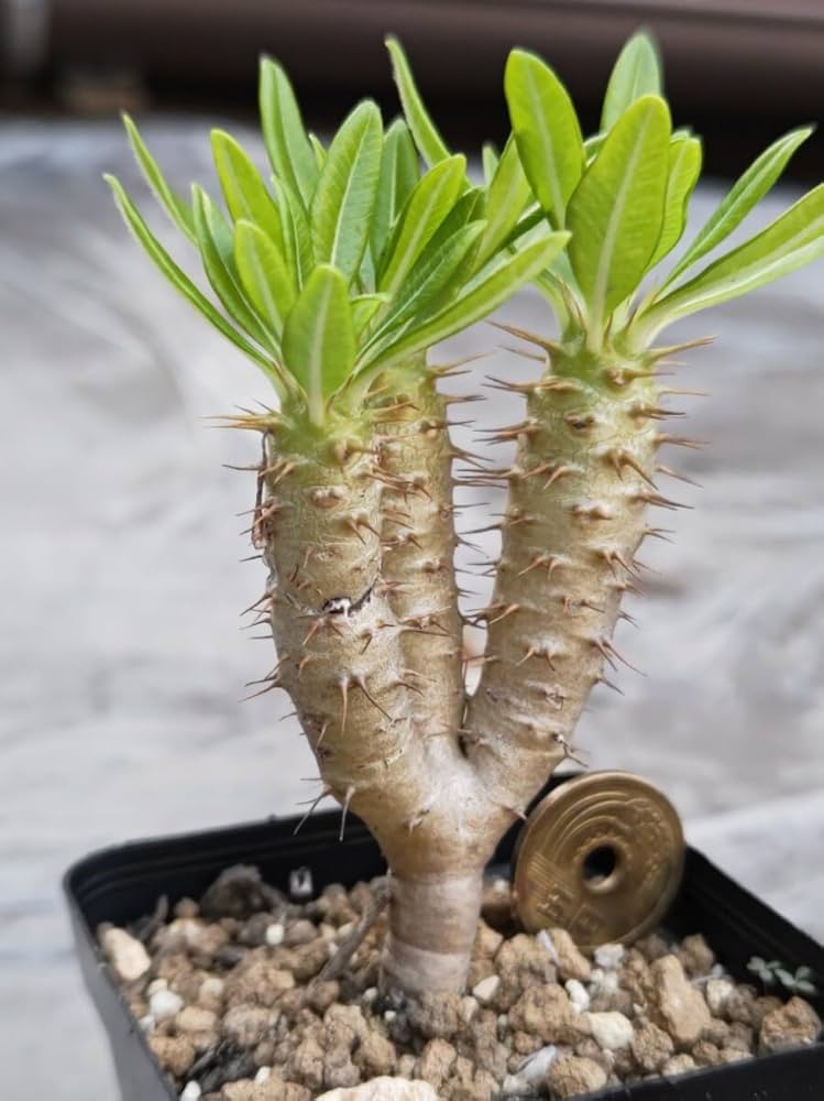 Amazon.co.jp: パキポディウム アンボンゲンセ 3頭 : おもちゃ