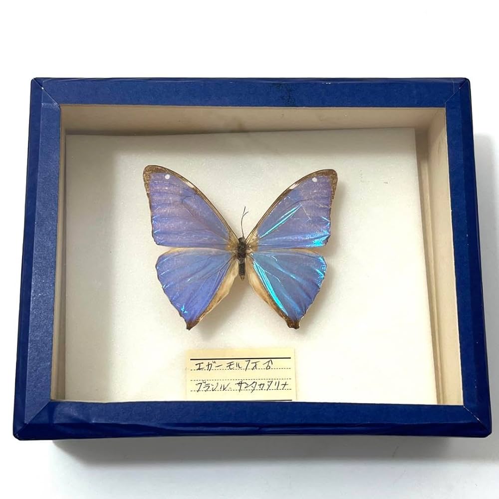 エガーモルフォチョウ♂♀標本 南米ブラジル産♀茶系美麗♂キラキラ感強 Amazon.co.jp: お5 モルフォ蝶 標本 エガーモルフォ ブラジル