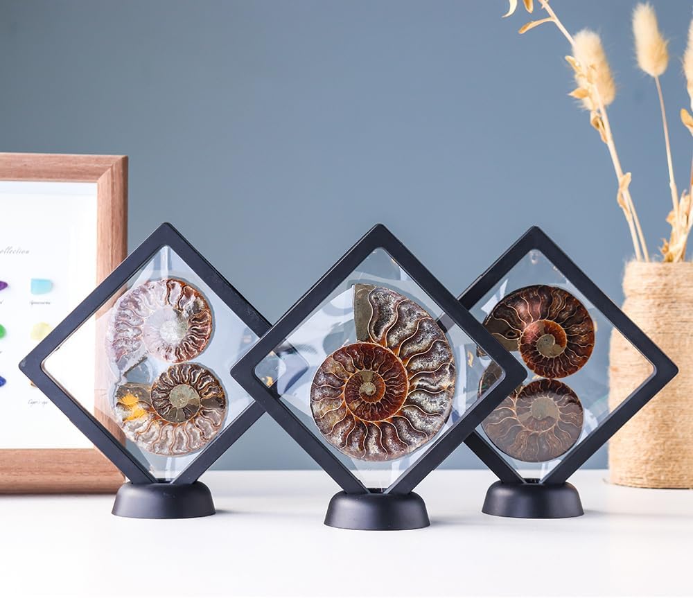 Crystal Stone Home Decor Madagascar Natural Half Cut Stones Ammonite Conch Minerals Specimen Craft Collectibles Home Ornaments(Single Left)