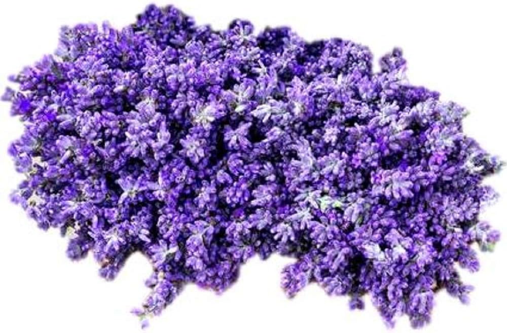 English Lavender Seeds