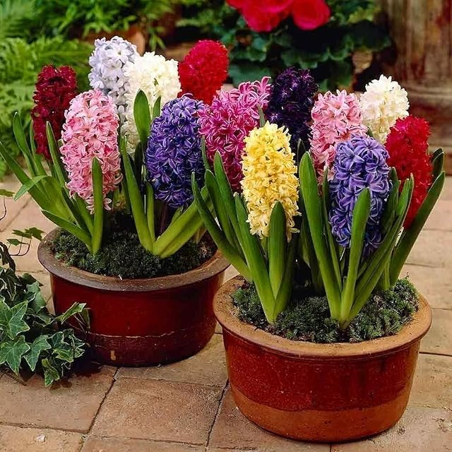 Hyacinth Prepared Mixed Colour Bulb Size 16/17cm for Planting,Fragrant Spring Flowers, X6 Bulbs